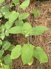 Lamiaceae