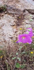 Alcea setosa