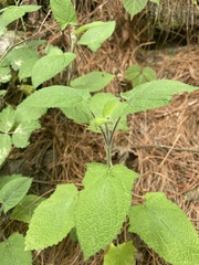 Lamiaceae