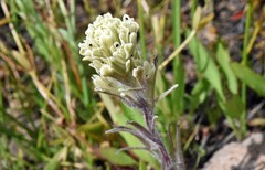 Castilleja pilosa