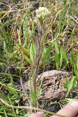 Castilleja pilosa