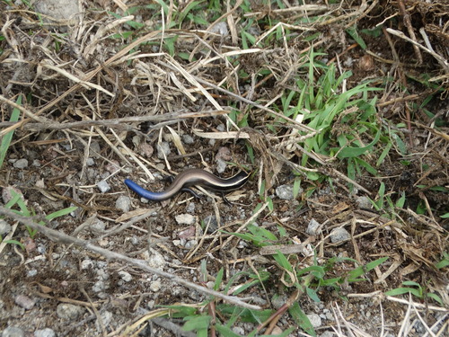 Plestiodon brevirostris