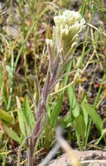 Castilleja pilosa
