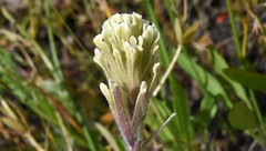Castilleja pilosa