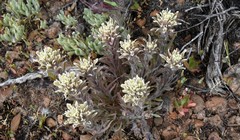 Castilleja pilosa