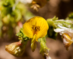 Adesmia atacamensis