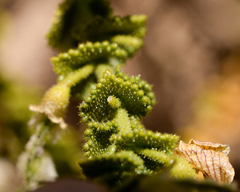 Adesmia atacamensis