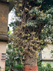Couroupita guianensis
