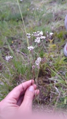 Gypsophila fastigiata