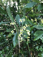 Euonymus carnosus