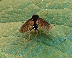 Chrysopilus velutinus