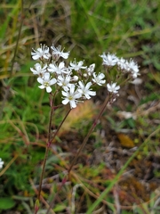 Gypsophila fastigiata