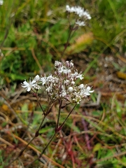 Gypsophila fastigiata