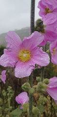 Alcea setosa