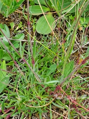 Gypsophila fastigiata