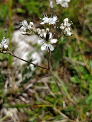 Gypsophila fastigiata