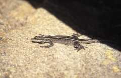 Platysaurus intermedius rhodesianus