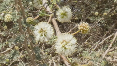 Acacia pachyceras