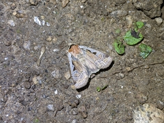 Parabagrotis formalis