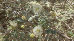 Acacia pachyceras