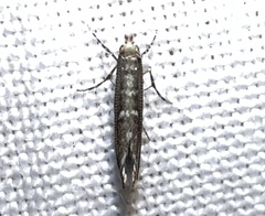 Neurobathra strigifinitella