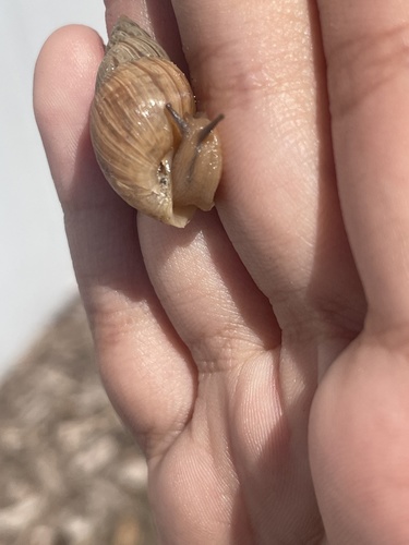 Bulimulus bonariensis image
