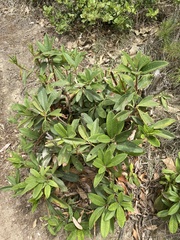 Rhododendron arboreum