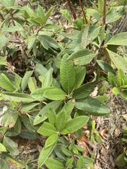 Rhododendron arboreum