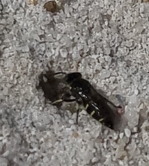 Bembecinus littoralis