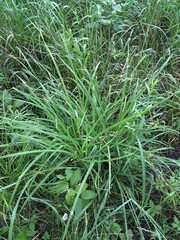 Carex shortiana