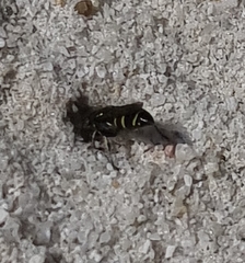 Bembecinus littoralis