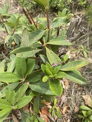 Rhododendron arboreum