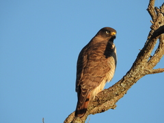 Rupornis magnirostris