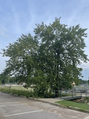 Fraxinus