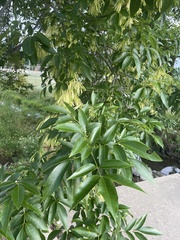 Fraxinus
