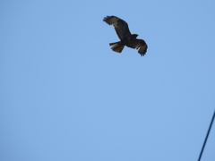 Buteo buteo