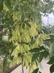 Fraxinus