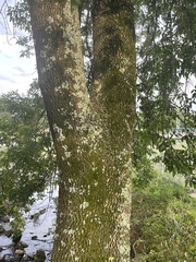Fraxinus