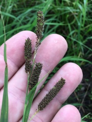 Carex shortiana