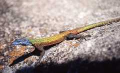Platysaurus intermedius rhodesianus