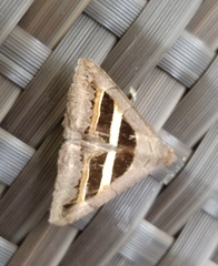 Grammodes geometrica