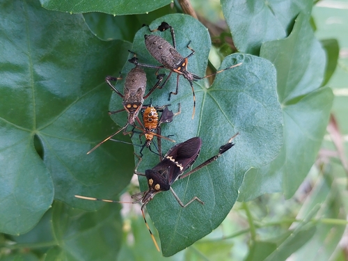 Leptoglossus zonatus