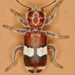Escarabajos Dameros - Photo (c) Monica Krancevic, algunos derechos reservados (CC BY-NC), uploaded by Monica Krancevic