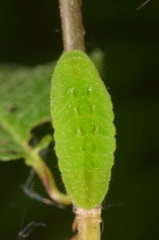 Satyrium pruni