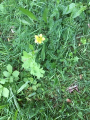 Geum urbanum
