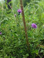 Cirsium japonicum