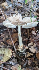 Amanita longistriata
