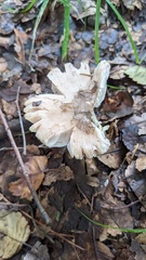 Amanita longistriata