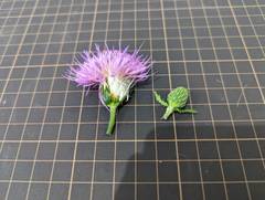 Cirsium japonicum