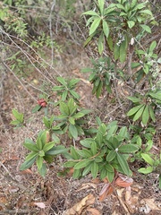 Rhododendron arboreum